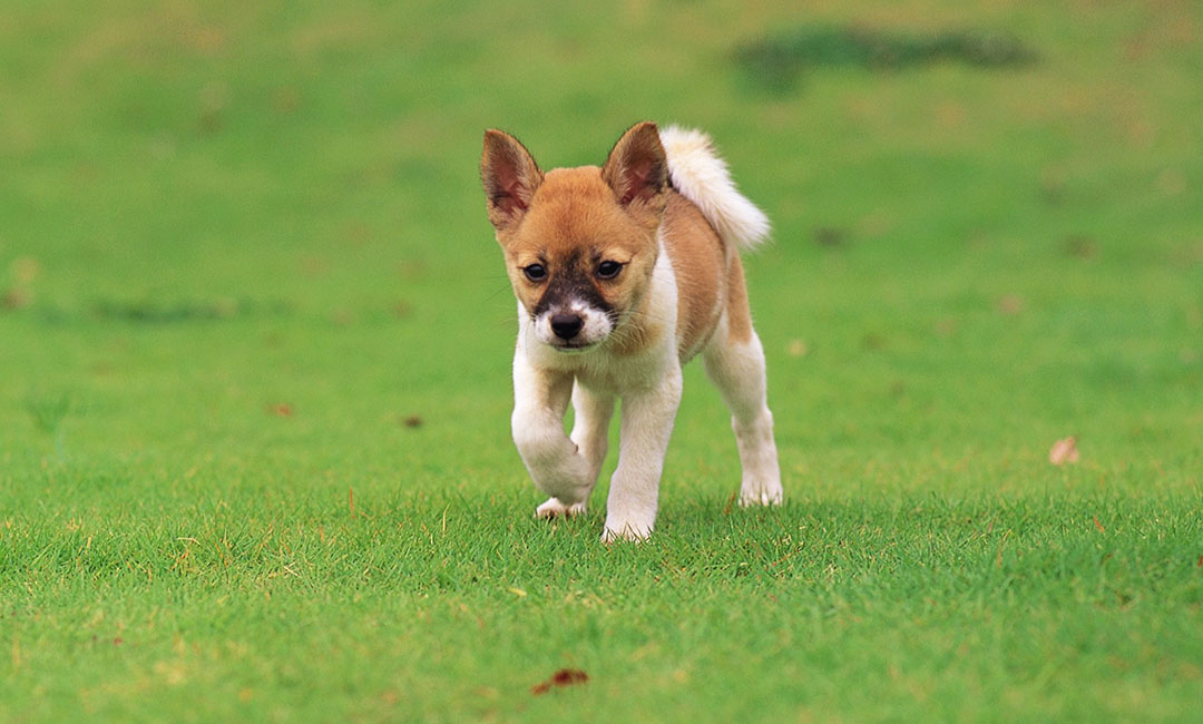 内江叮叮宠物商业计划书案例